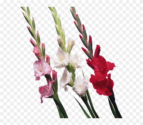 Download Gladiolus Png File Gladiolus Clipart Transparent Background