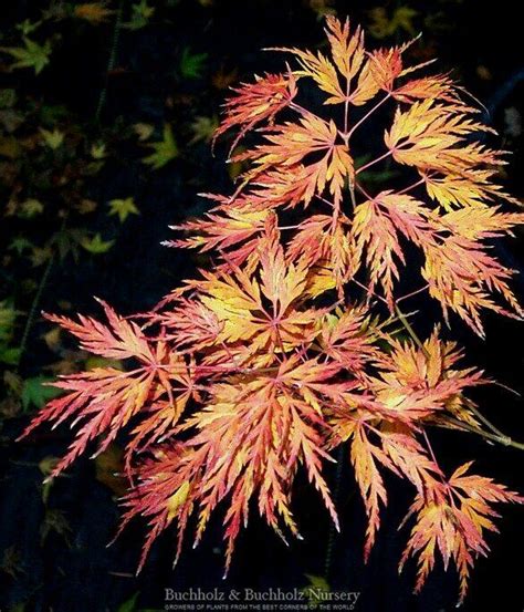 Seiryu Japanese Maple - Whistling Gardens