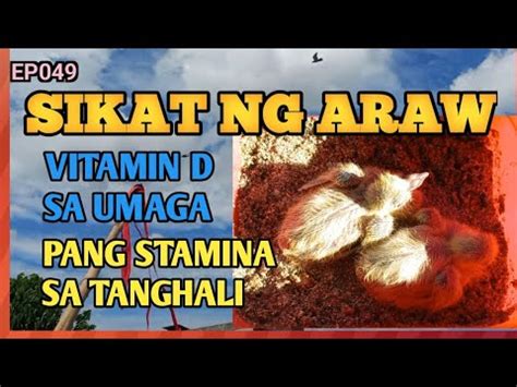 VITAMIN D SA ATING MGA INAKAY FORCE FLY SA TANGHALI PARA LUMAKAS ANG