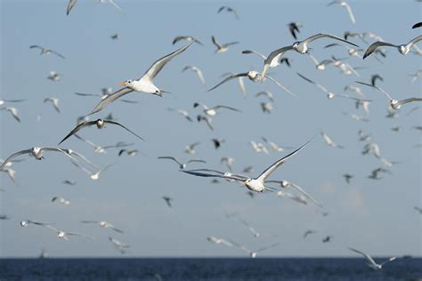 Flock Of Terns In Flight Photograph By Bradford Martin Fine Art America