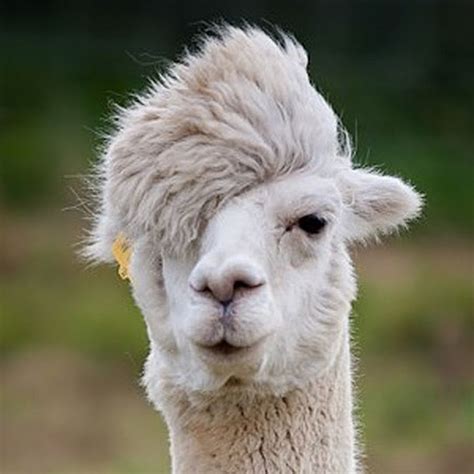 27 Animals That Have Better Hair Than You