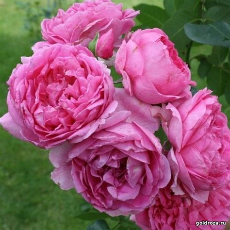 Louise Odier - Луис Одьер - Интернет-магазин - Розы от Naka-Noka