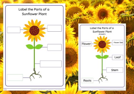 EDiagram of a sunflower | Outdoor Learning | Mudy Puddes