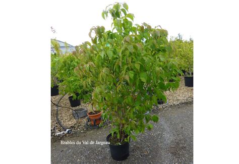 Cornus Kousa Var Chinensis Erable Du Val De Jargeau