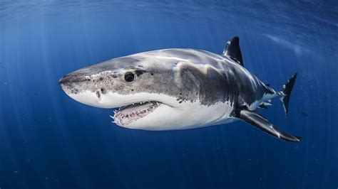 10 Endangered Shark Species You Should Know