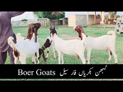 Goats For Sale Boer Goats Pregnant Goats Goat Farming In Pakistan