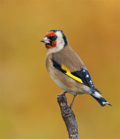 David Schenck Photography Goldfinch