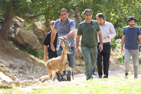 Hakkari de tedavi edilen yaban keçisi doğaya bırakıldı Internet Haber