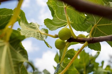 Ramos De Figueira Ficus Carica Folhas Verdes E Foco Seletivo De