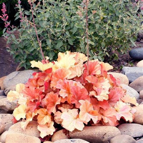 Heuchera NORTHERN EXPOSURE™ Amber | TERRA NOVA® Nurseries, Inc.