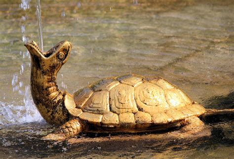 Fountain Turtle Gold Free Photo On Pixabay Pixabay