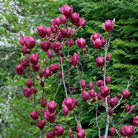 Magnolia Soulangeana X Liliflora Genie Evergreen Nursery