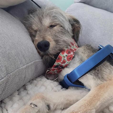 Resilient rescue saves Roux the dog from well « Euro Weekly News