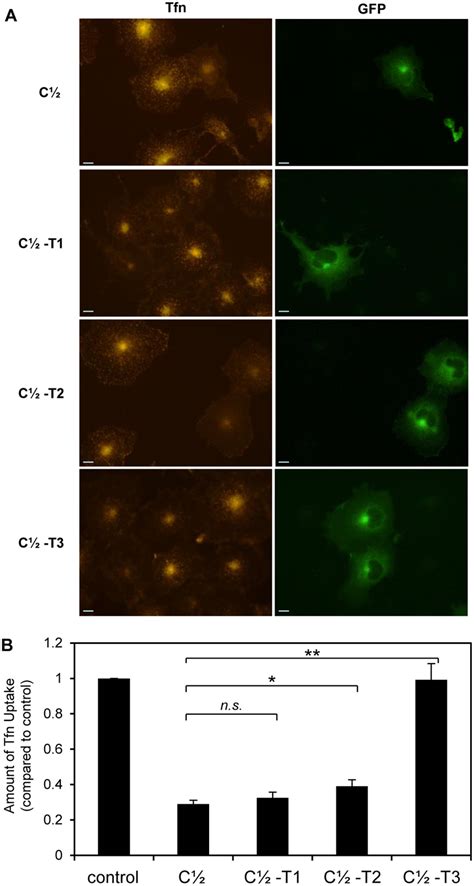 The effect of C terminal truncation of C½ on transferrin uptake A