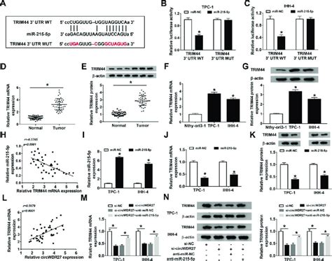 TRIM44 Is A Downstream Target Of MiR 215 5p In PTC Cells A The