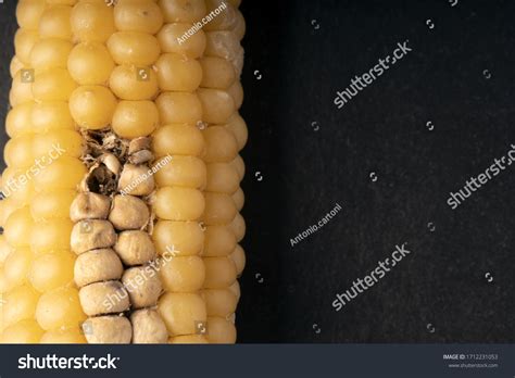 9 Insect Spoiled Corn Images Stock Photos And Vectors Shutterstock