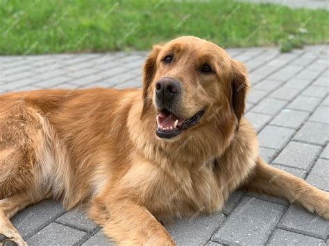 Premium Photo | Redhaired dog american golden retriever lies on the pavement and rests