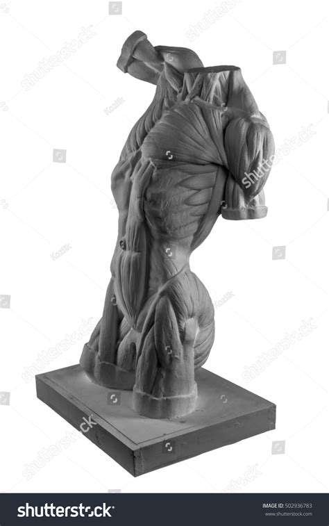 Plaster Statue Naked Man Torso Anatomical Stock Photo 502936783 Shutterstock