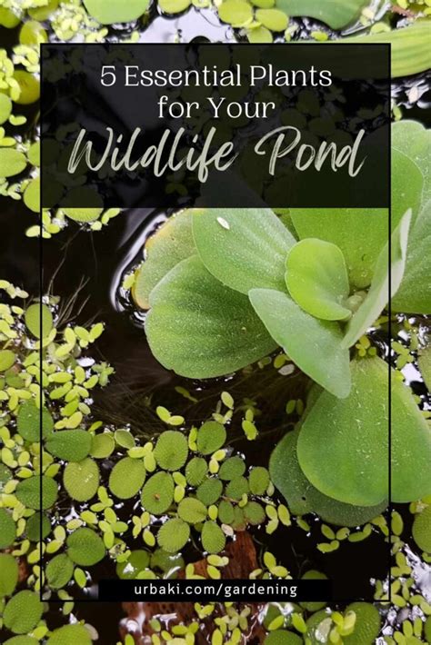 5 Essential Plants For Your Wildlife Pond