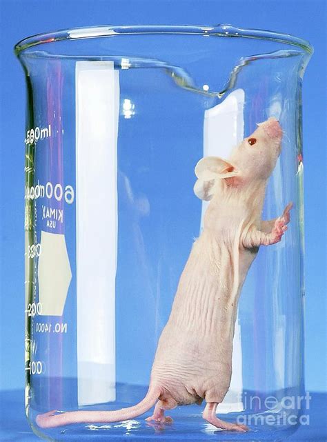 Nude Laboratory Mouse Photograph By Leidos Biomedical Research National Cancer Institute Science