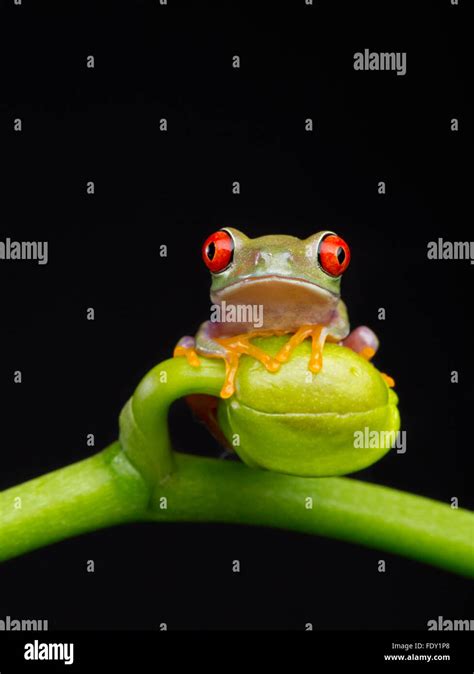 Cute Baby Red Eyed Tree Frogs