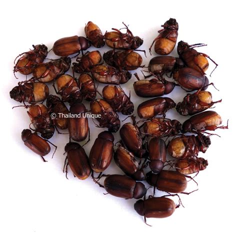 Large Edible June Beetles