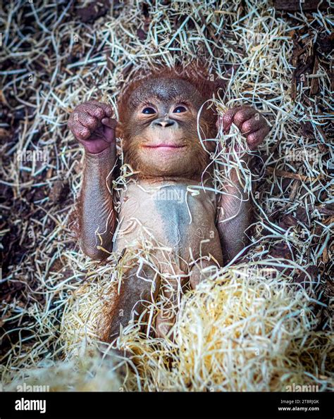 The baby orangutan with a smile on its face and tiny clenched fists ...