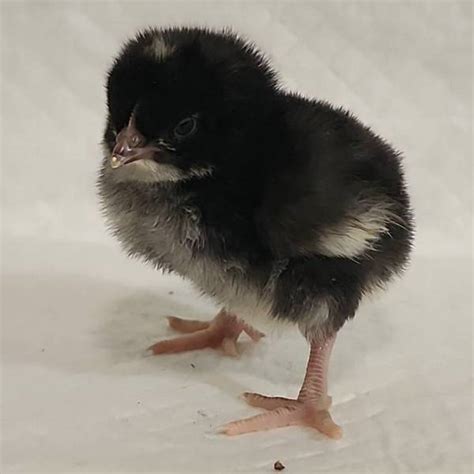 Цыплята бройлерные - купить суточного цыплёнка бройлера в Москве и ...