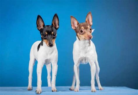 Toy Fox Terrier Rescue Me Anything Terrier