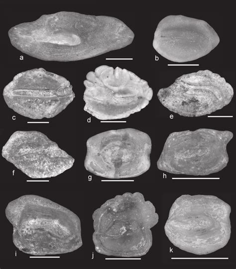 Fish Otoliths From The Upper Pliocene Of Rio Vaccaruzza A Conger