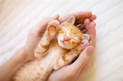 Kitten S Reaction To Owner Blowing On Her Face Is Melting Hearts Newsweek