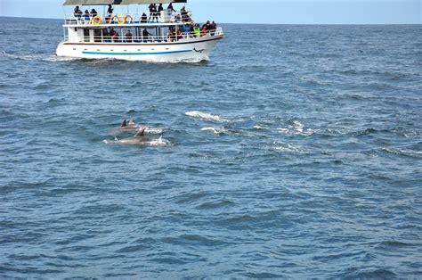 Enjoy An Anna Maria Island Dolphin Tour