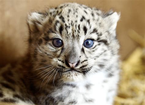 Our Snow leopard cub needs a name! - The Big Cat Sanctuary
