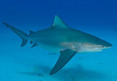 Bull Shark - Knowledge Base LookSeek.com