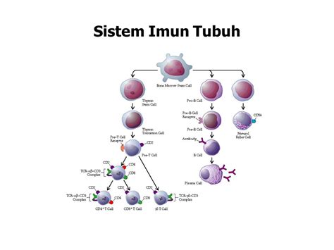 Tumor Immunology Seminar Biologi Fkui Oleh Rosila Idris