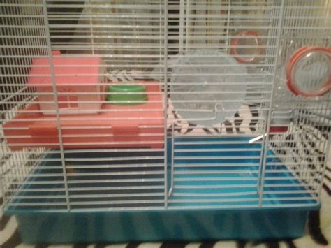 Клетка для хомяка с лабиринтом в дар (Москва). Дарудар