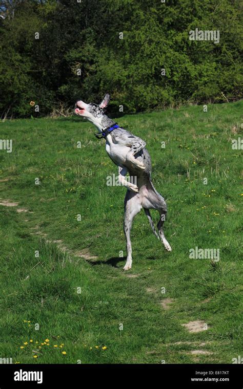Jumping Great Dane Stock Photo Alamy