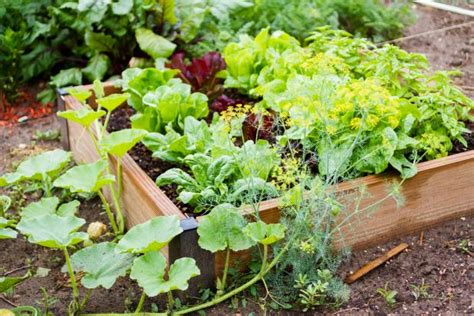 10 Ways To Go Green In Your Garden And Save Money Hgtv