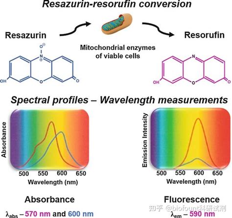 试卤灵ResorufinCAS635 78 9 知乎