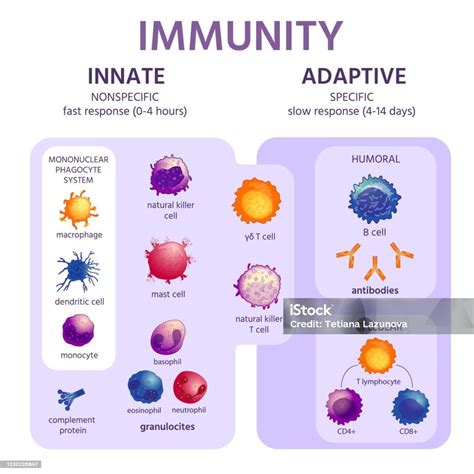 Innate And Adaptive Immune System Immunology Infographic With Cell ...