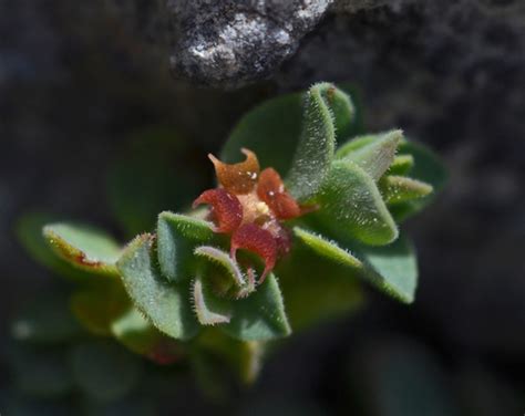 Euphorbia Herniariifolia · Inaturalist