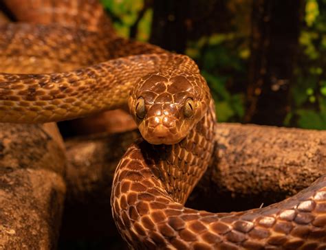 cute snake snake images pixabay