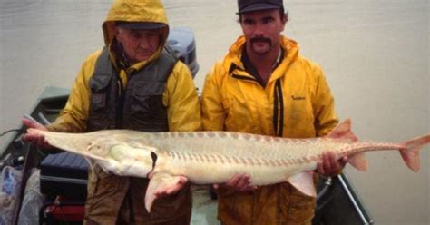 New report identifies sturgeon habitat in Montana, Idaho