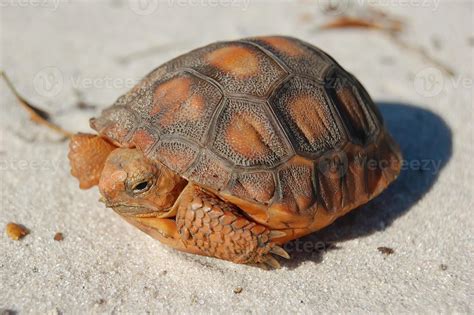Baby Orange Colored Florida Gopher Tortoise Gopherus Polyphemus On