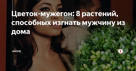 Цветок-мужегон: 8 растений, способных изгнать мужчину из дома | 4Home ...