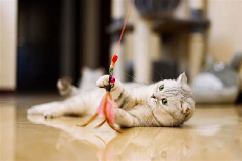 Лучшие игрушки для кошек и котят: как выбрать идеальную | Purina