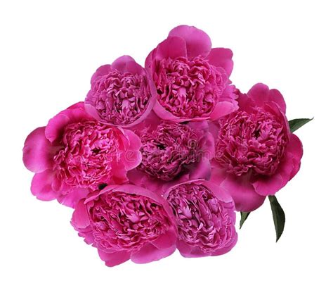 Pink Buds Of Peonies Flowers Isolated On White Background Set Of