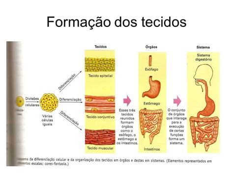 Tecidos São Formados Por Reuniões De Células - Tecidos Celulares Em Animais E Humanos