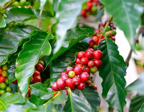 Coffee Tree