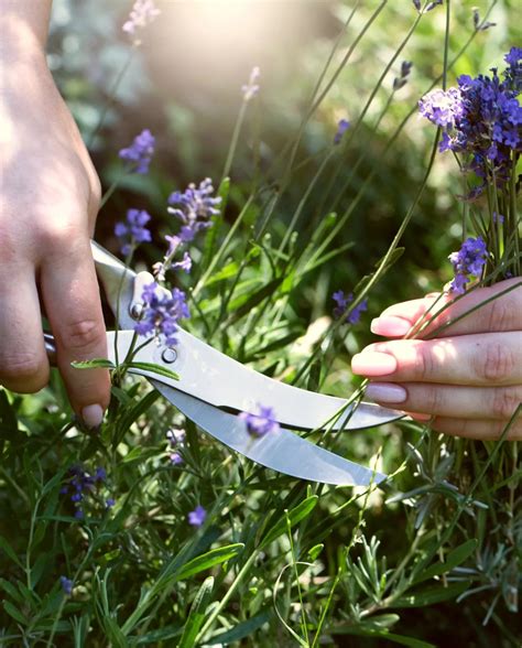 Lavendel Snoeien Artofit